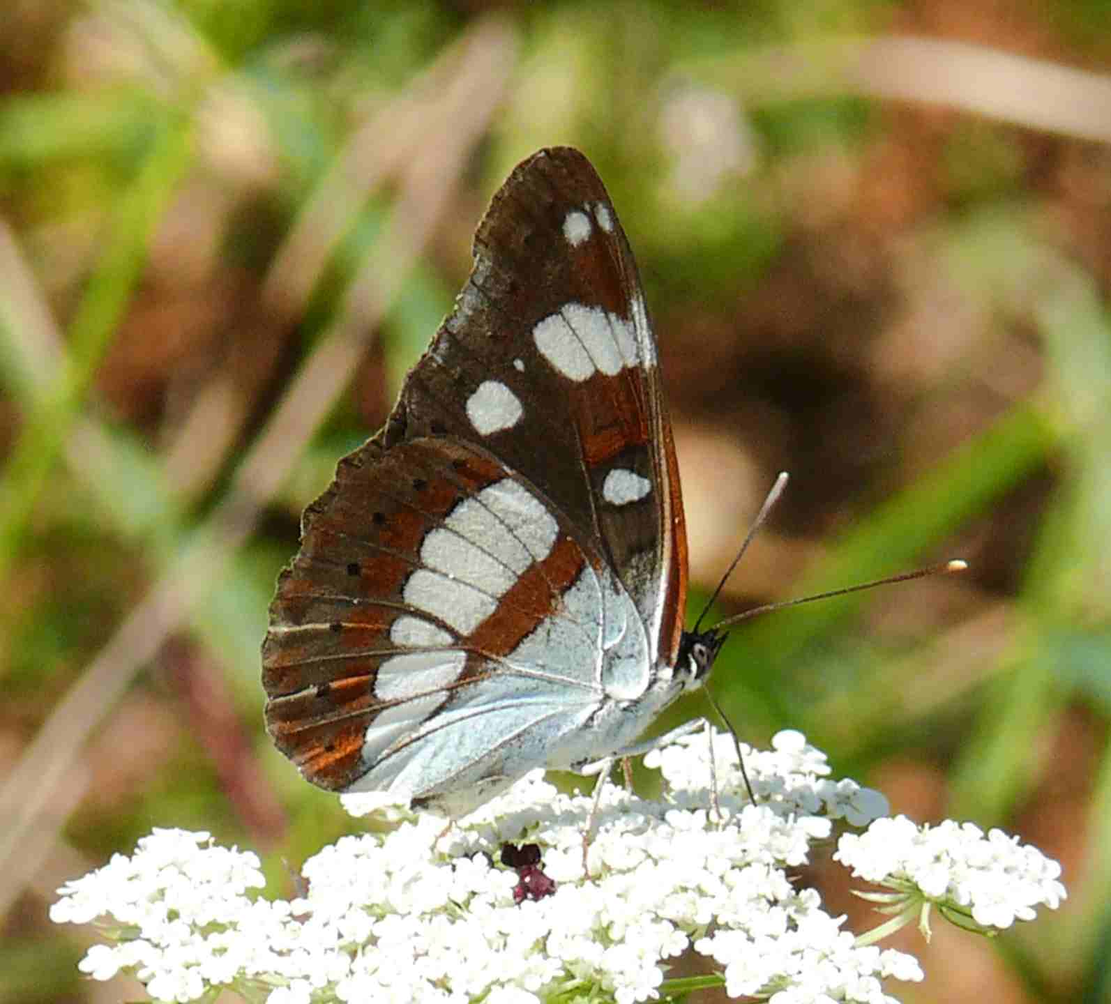 Limenitis reducta Limenitis reducta